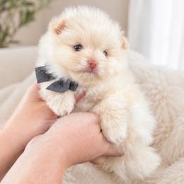 Armani - Cream male Pomeranian puppy in Menifee, California from Petite Poms Of CA
