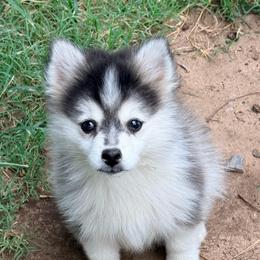 Ariya's Boy 1 - Black and white male Pomsky puppy in Enid, Oklahoma from Mile Hi Pomskies