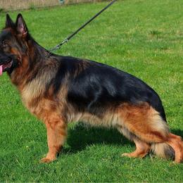 Zues - German Shepherd