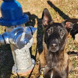 BEEBOP - Fawn sable Belgian Malinois puppy in Elizabethton, Tennessee from Forever Family K9