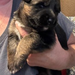 Pink - Black and red female German Shepherd puppy in Puyallup, Washington from Majestic Royal German Shepherd’s