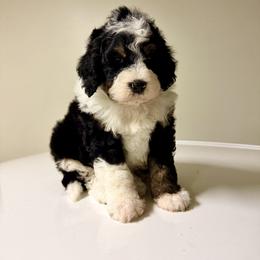 Lucas - Tri-color male Bernedoodle puppy in Gilbert, Arizona from Gilbert Bernedoodles & Whoodles