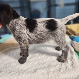 Boy 5 - Brown and gray male Wirehaired Pointing Griffon puppy in Clear Spring, Maryland from Moonshine's Wirehaired Pointing Griffons