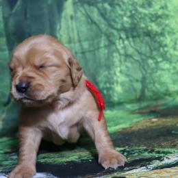 Lilly red collar - Dark golden female Golden Retriever puppy in Great Falls, Montana from VS Golden Fields