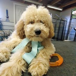 Girl 2 - Apricot Goldendoodle puppy in Schertz, Texas from Kat's Teddydoodles