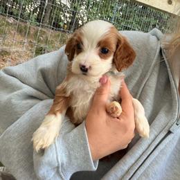 Briggs - Navy - Red  male Goldendoodle puppy in Ruthorfordton, North Carolina from Duncan Doodles Goldendoodles