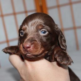 Clohé Chocolate girl long hair - Chocolate and tan female Dachshund puppy in Stockton, California from Wiggles & Wags Dachshund's