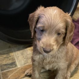 Copper - Caramel male Australian Labradoodle puppy in Eagle, Wisconsin from Fruitful Beginnings,LLC
