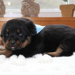 Orange - Black and mahogany male Rottweiler puppy in Goodwater, Alabama from Rom Haus Rottweilers, LLC