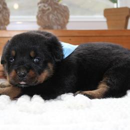 Orange - Black and mahogany male Rottweiler puppy in Goodwater, Alabama from Rom Haus Rottweilers, LLC