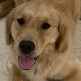 Golden Retrievers from Brighton Golden Retrievers