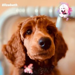 Poodle Puppies from Aglow Standard Poodles