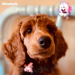 Poodle Puppies from Aglow Standard Poodles