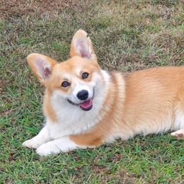 PENNY - Pembroke Welsh Corgi