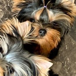 Yorkshire Terrier Puppies from Panache Yorkies