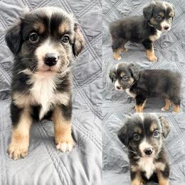 Black tri male 3 - Black tri male Miniature Australian Shepherd puppy in Brooker, Florida from Honey, I Shrunk the Aussies