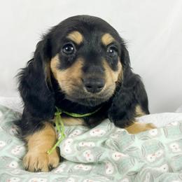 Pistachio Cream - Black and cream female Dachshund puppy in Sacramento, California from MiniDoxPups