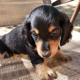 "Micky" Dachshund Puppies from Doxie Lakes