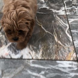 Pekingese and Poodle Puppies from Dogs lovers