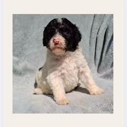 Fig - Parti male Goldendoodle puppy in Sterling, Connecticut from Justine’s Retrievers and Doodles, LLC