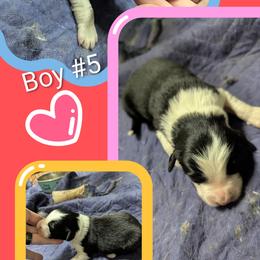 Australian Shepherd and Great Dane Puppies from AEW Farm