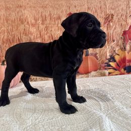 Josie - Black female Cane Corso puppy in Loogootee, Indiana from Walnut Creek Cane Corso
