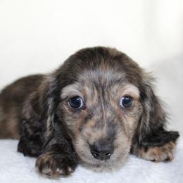 Benny - Brindle male Dachshund puppy in Fairfax, Iowa from Grayson’s Lovable Dachshunds