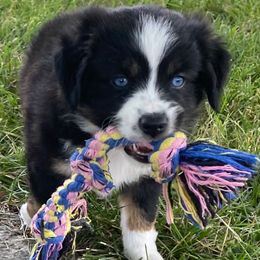 Brooks (Koepka) - Black tri female Miniature Australian Shepherd puppy in California, Kentucky from Sonlight Ridge Aussies