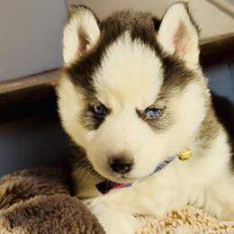 Jett - Black and white male Siberian Husky puppy in Atlanta, Georgia from Lobban Huskies