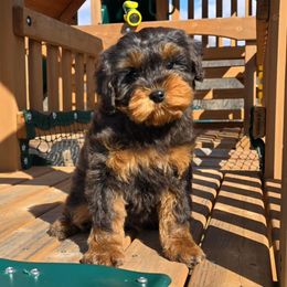 Legend - Cavapoo