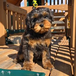 Legend - Cavapoo