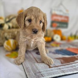 Vivienne - Cream female Goldendoodle puppy in Arthur, Illinois from Perfect Pugs