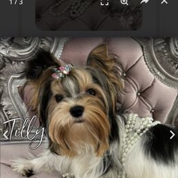 Biewer Terrier puppies from Sweet Bella Babies