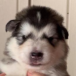 Tyson - Gray and white male Alaskan Malamute puppy in Palmyra, Michigan from Illusion Kennel