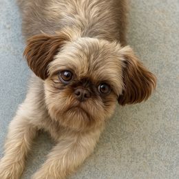 Zara - Shih Tzu