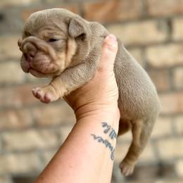 Girl 2 - Lilac tri-color female Bulldog puppy in Hernando, Mississippi from Blues City Bulldogs