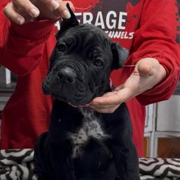 Pink collar - Black female Cane Corso puppy in Clewiston, Florida from Far From Average Kennels