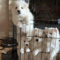 American Eskimo Dogs from Sesi’s Legacy Kennels