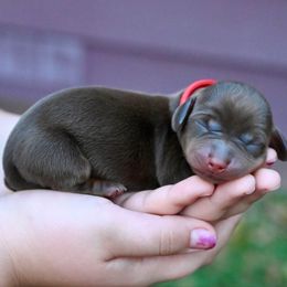 Red Collar - Chocolate and tan male Dachshund puppy in Merkel, Texas from Ragan's Little Dachshunds