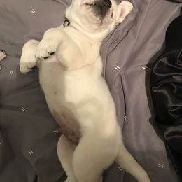 Labrador Retriever Puppies from Southfork Labradors