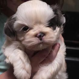 AKC-UKC Mister Patches - Blue and white male Shih Tzu puppy in Cartersville, Georgia from Autumn Breeze Shih Tzus and Friends