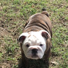 English Bulldog Puppies from Buffalo Bulldogs