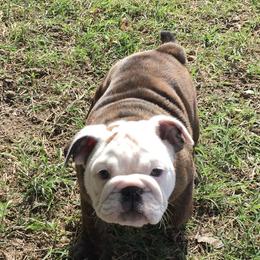 English Bulldog Puppies from Buffalo Bulldogs