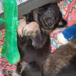 German Shepherd Puppies from von Haus Ulv