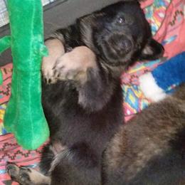 German Shepherd Puppies from von Haus Ulv