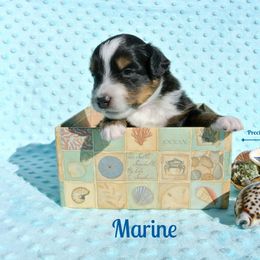 PreciousGem Minis breeder of Miniature American Shepherd