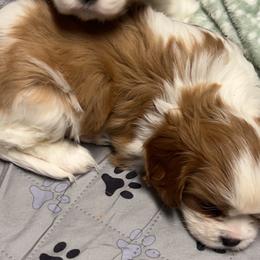 Cavalier King Charles Spaniels from Alexa Southard