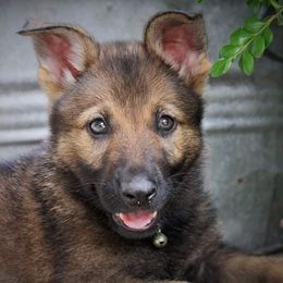 German Shepherd Puppies from Ridgeline Shepherds
