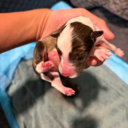 Girl 1 - White and sable female Shetland Sheepdog puppy in Greenwood, Indiana from Midwest Shelties