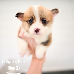Blue - Catherine Parr (standard) - Red female Pembroke Welsh Corgi puppy in Milan, Georgia from Williams’ Welsh Corgis LLC